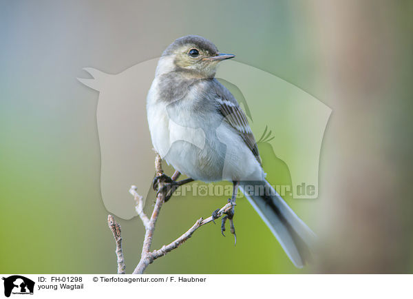 young Wagtail / FH-01298
