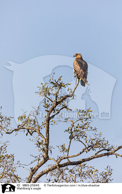 Wahlberg's eagle / MBS-25846