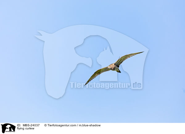 fliegender Groer Brachvogel / flying curlew / MBS-24037