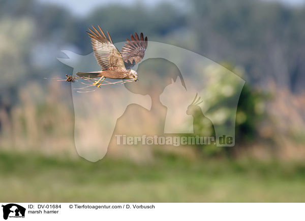 Rohrweihe / marsh harrier / DV-01684