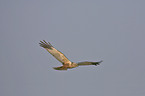 marsh harrier