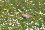 whimbrel