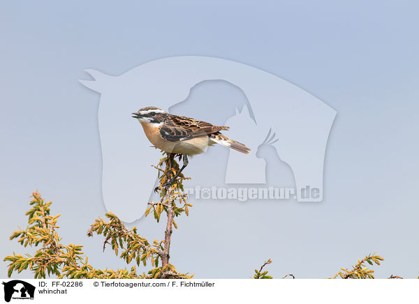 whinchat / FF-02286