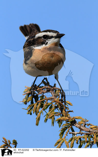 whinchat / FF-02292