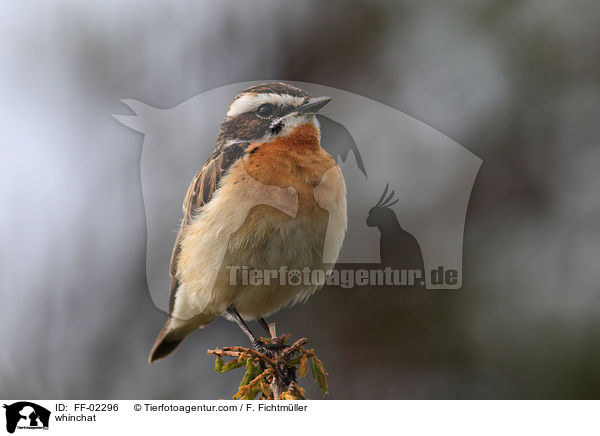 whinchat / FF-02296