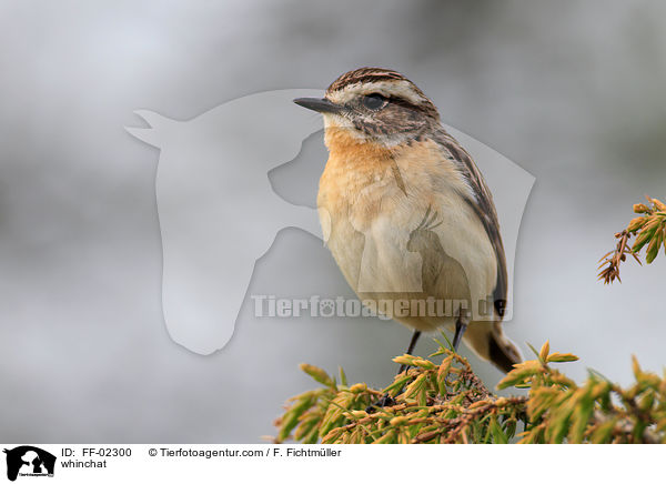 whinchat / FF-02300