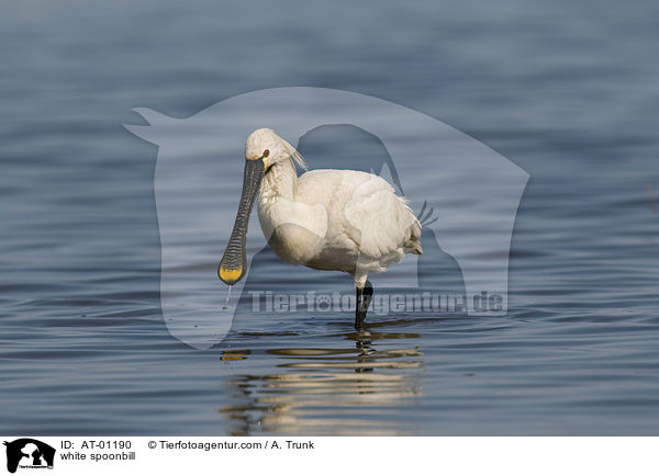white spoonbill / AT-01190