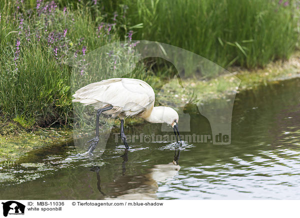 white spoonbill / MBS-11036