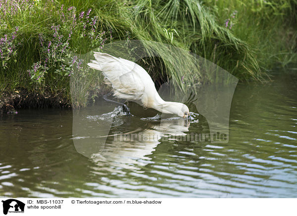 white spoonbill / MBS-11037