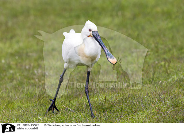 white spoonbill / MBS-15378