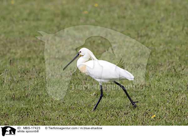 white spoonbill / MBS-17423