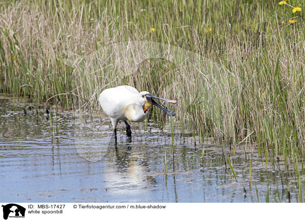 white spoonbill / MBS-17427