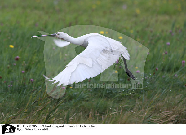flying White Spoonbill / FF-08785