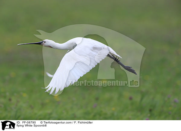 flying White Spoonbill / FF-08790