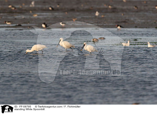 standing White Spoonbill / FF-08795