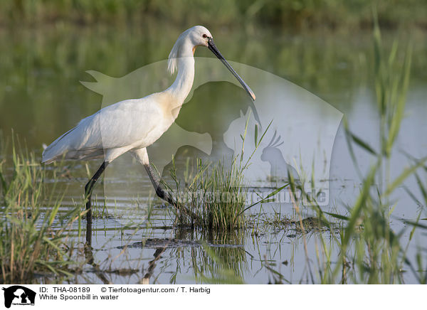 White Spoonbill in water / THA-08189