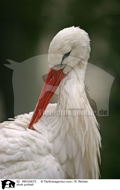 stork portrait / RR-00675
