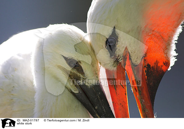 white stork / MAZ-01787