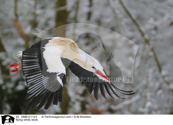 fliegender Weistorch / flying white stork / DMS-01123