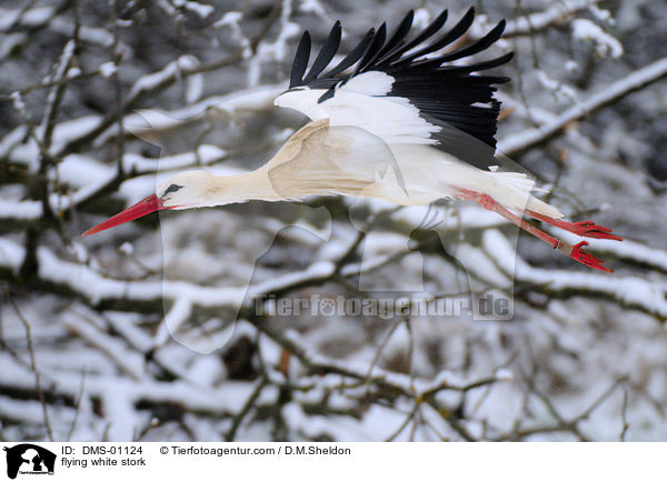 fliegender Weistorch / flying white stork / DMS-01124