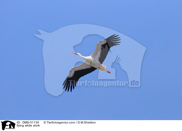 flying white stork / DMS-01130