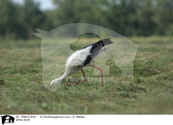 Weistorch / white stork / KMI-01934