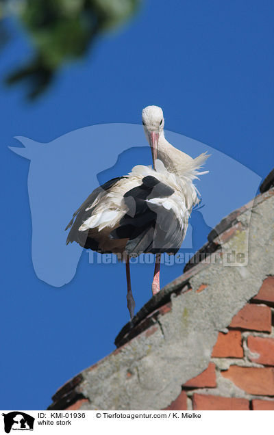 Weistorch / white stork / KMI-01936