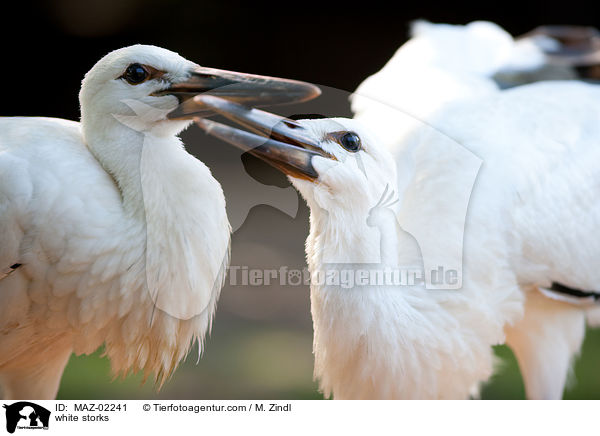 Weistrche / white storks / MAZ-02241