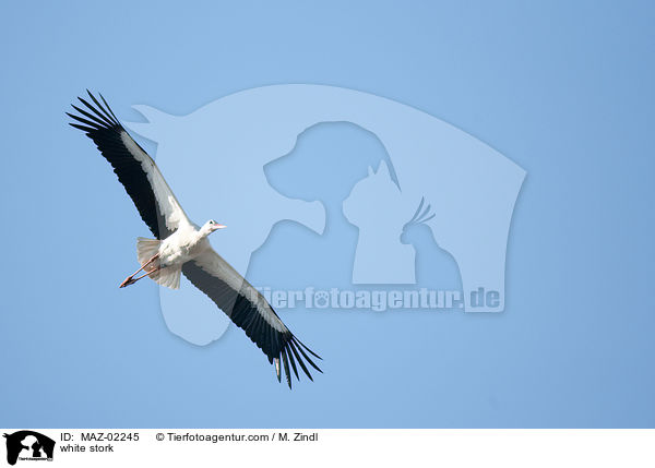 white stork / MAZ-02245