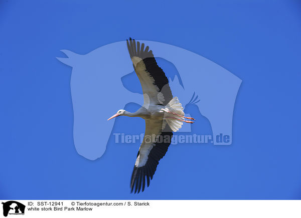 Weistorch Vogelpark Marlow / white stork Bird Park Marlow / SST-12941