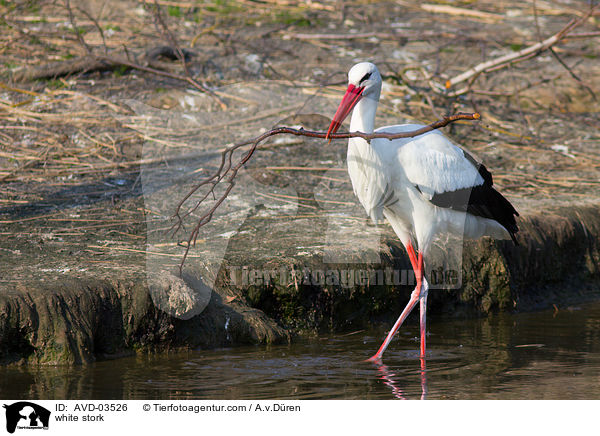 Weistorch / white stork / AVD-03526