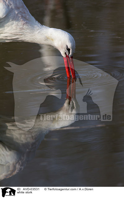 Weistorch / white stork / AVD-03531