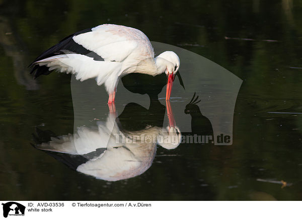 Weistorch / white stork / AVD-03536
