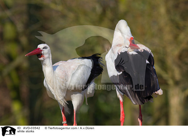 Weistrche / white storks / AVD-03542