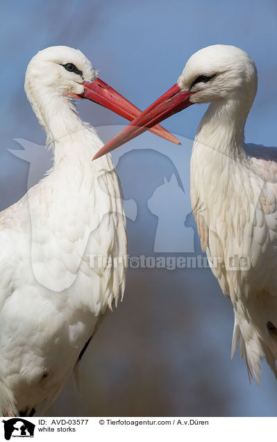 Weistrche / white storks / AVD-03577