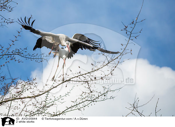 2 white storks / AVD-05844