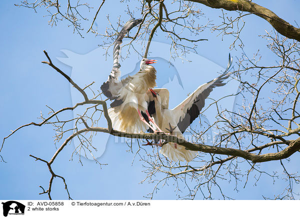 2 white storks / AVD-05858