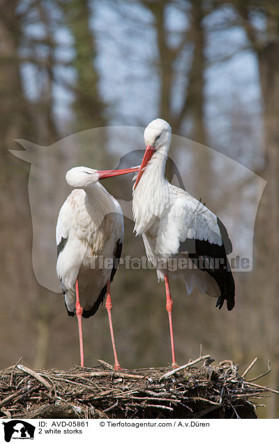 2 white storks / AVD-05861