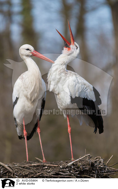 2 Weistrche / 2 white storks / AVD-05864