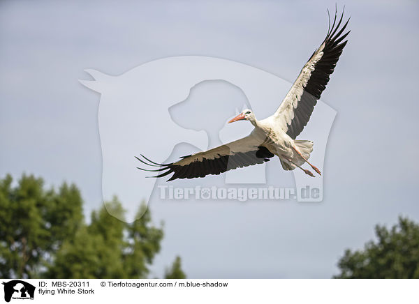 flying White Stork / MBS-20311