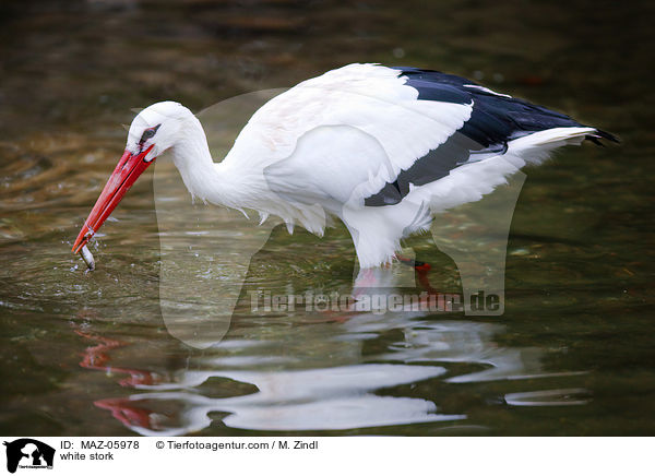 white stork / MAZ-05978