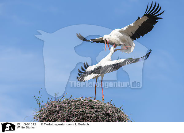 White Storks / IG-01612