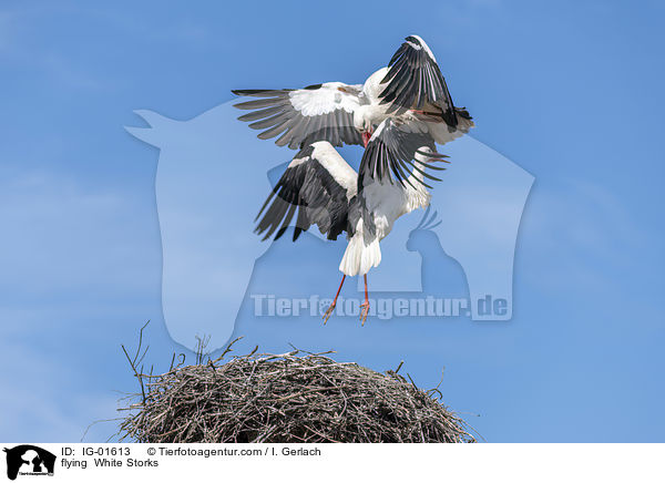 flying  White Storks / IG-01613
