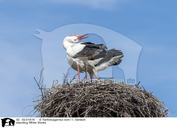 standing White Storks / IG-01616