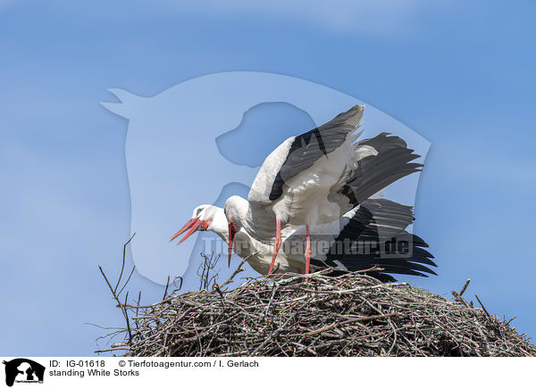 standing White Storks / IG-01618