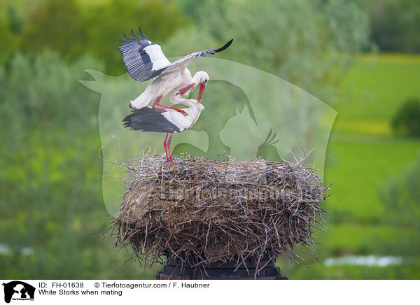 White Storks when mating / FH-01638