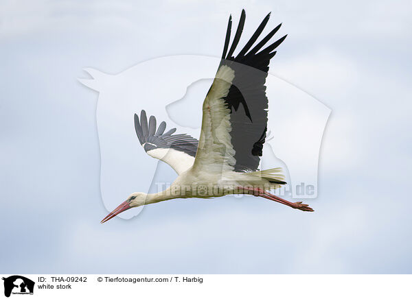 white stork / THA-09242
