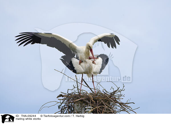 mating white storks / THA-09244