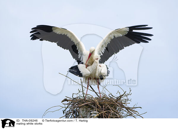 mating white storks / THA-09246