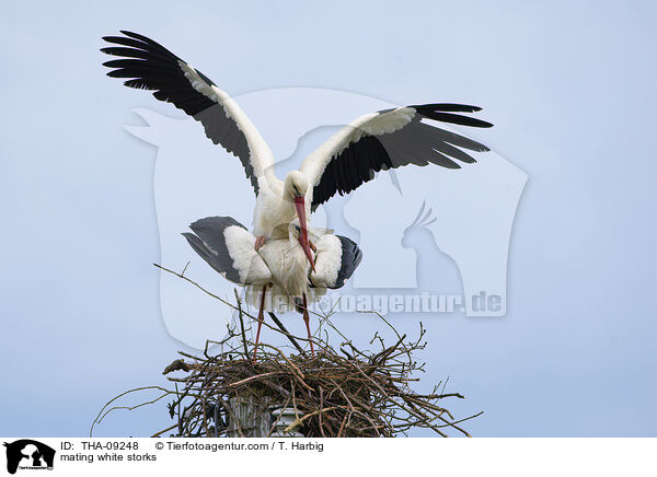 mating white storks / THA-09248